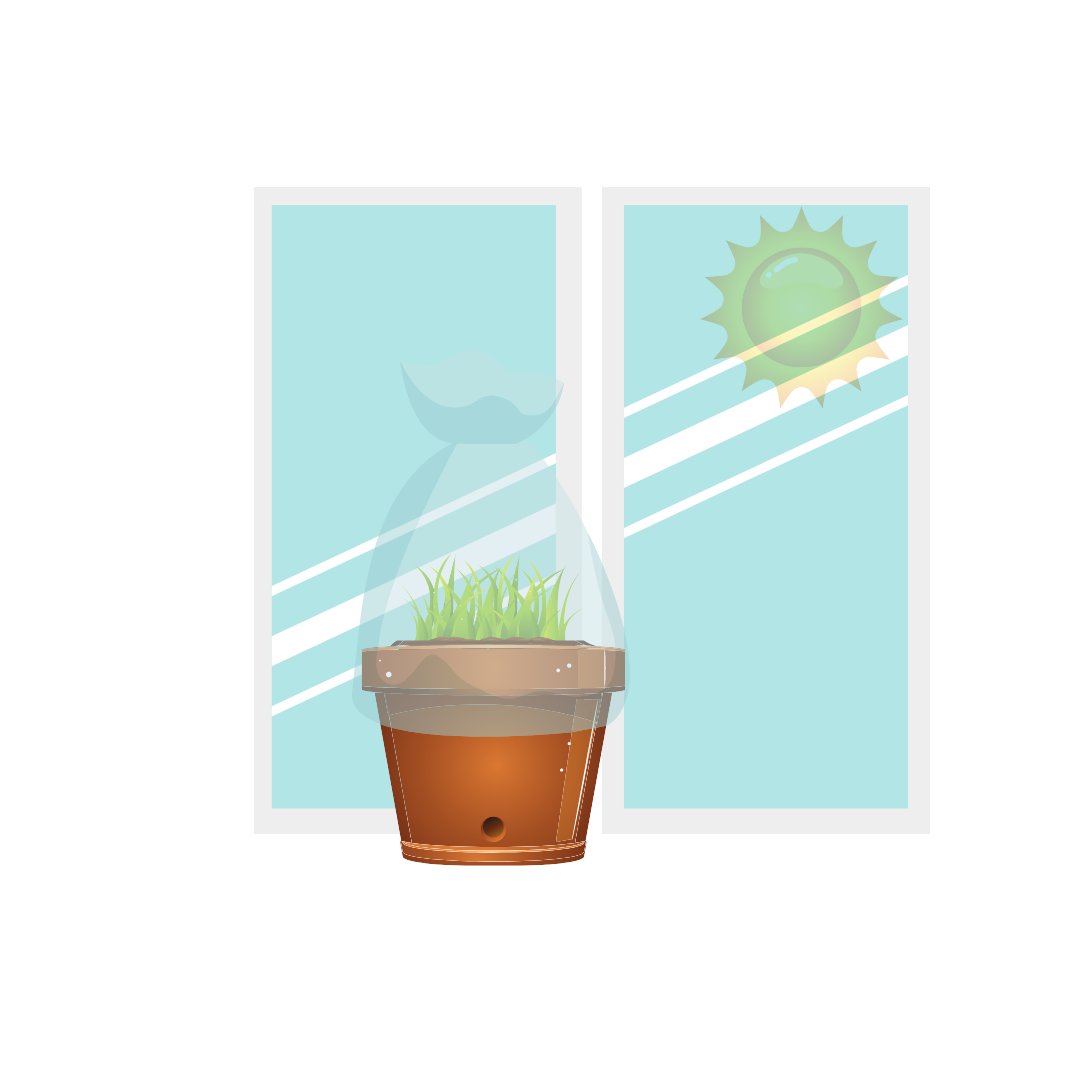 Your planting guide tip 3: Showing the perfect placement of your mini greenhouse, infront of a sunny window