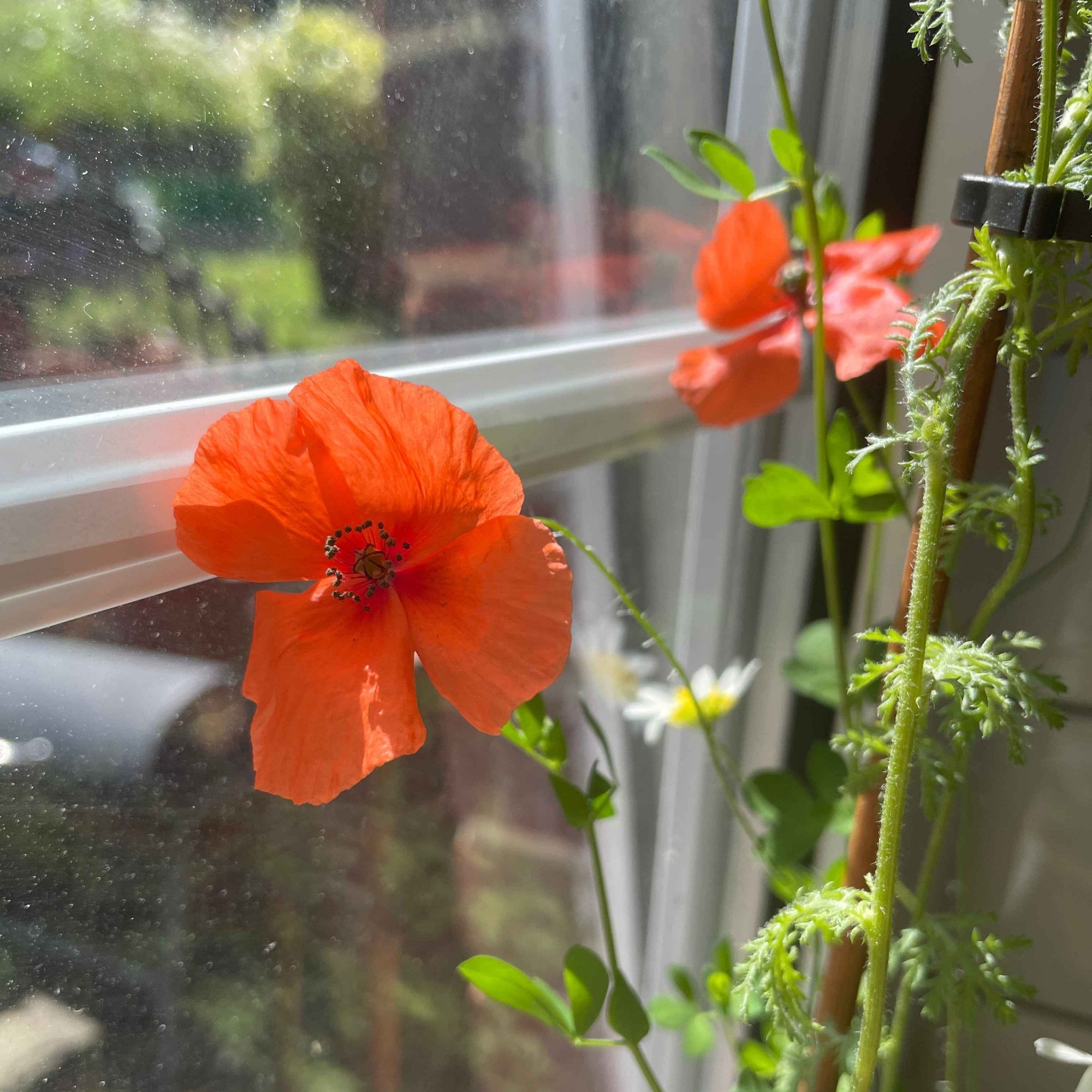 poppies grown from eco-friendly seed paper, showcasing vibrant blooms that highlight the plantable features of our products, alakartcreations