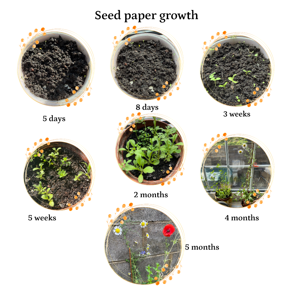 Stages of seed paper growth from 5 days to 5 months.