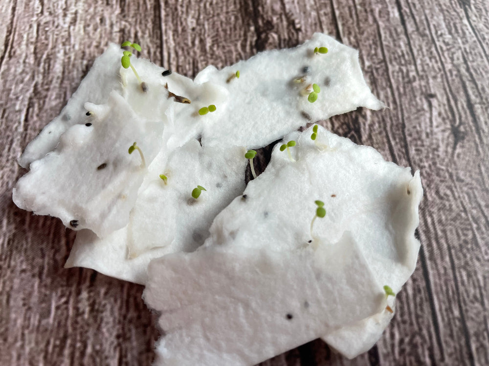 seedlings growing from seed paper on a wooden background