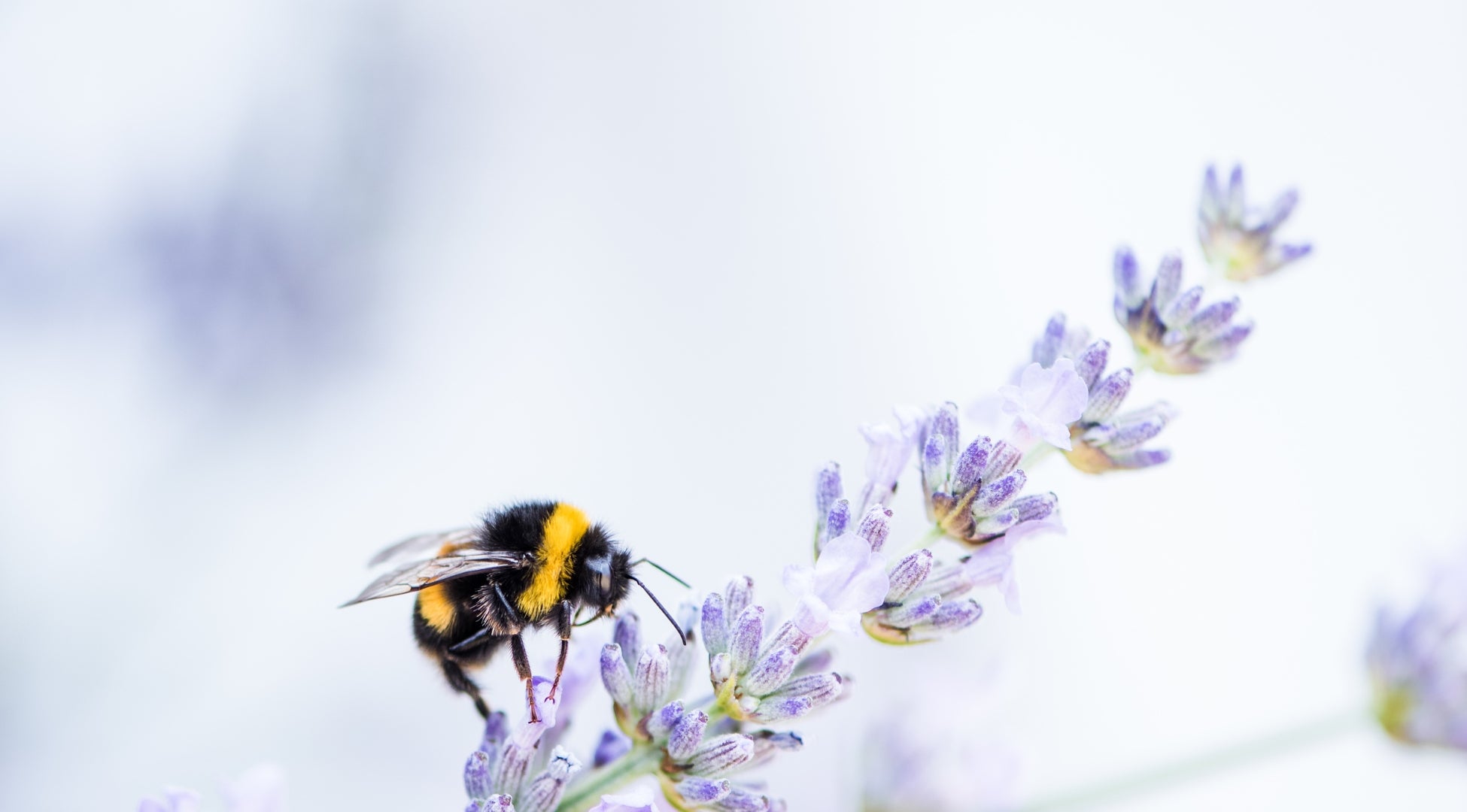 A bumble bee, sitting perfectly on top of a piece of lavender, representing the way that A La KArt Creations plantable products benefits nature