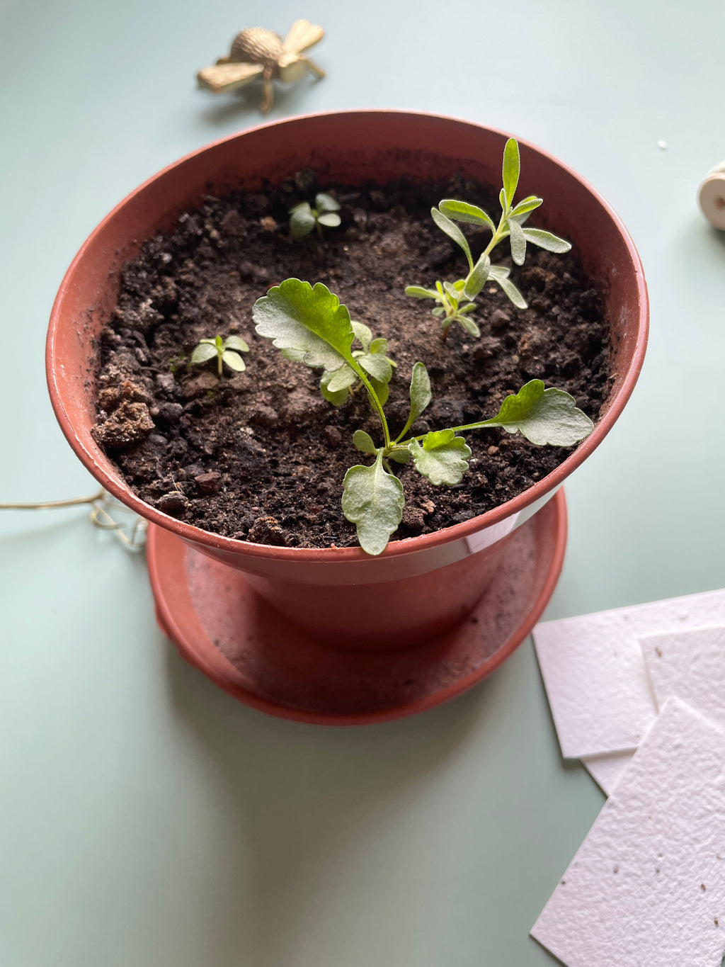 Sprouts grown from seed paper