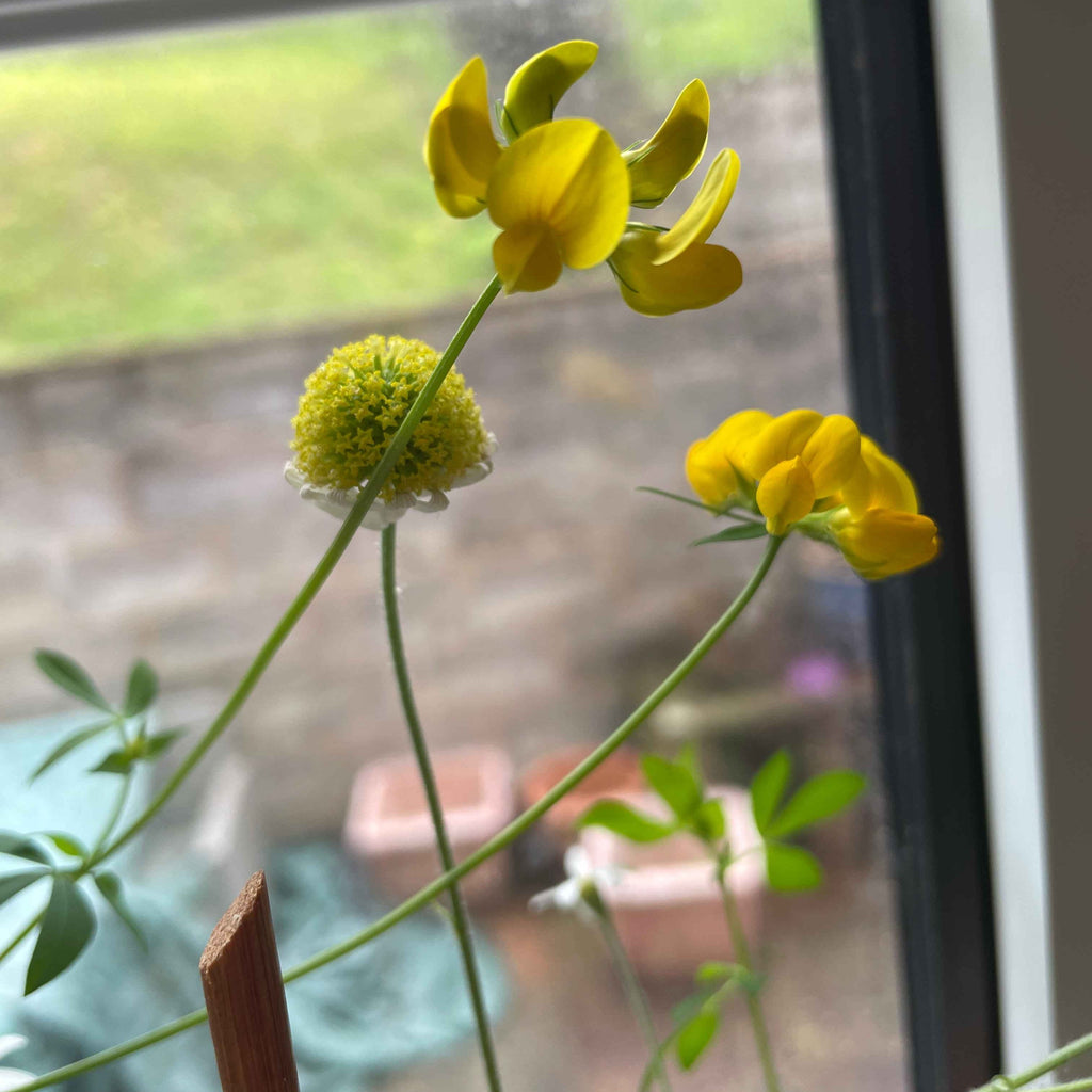 Birdsfoot trefoil flowers grown from seed paper, highlighting the sustainability and beauty of eco-friendly planting.