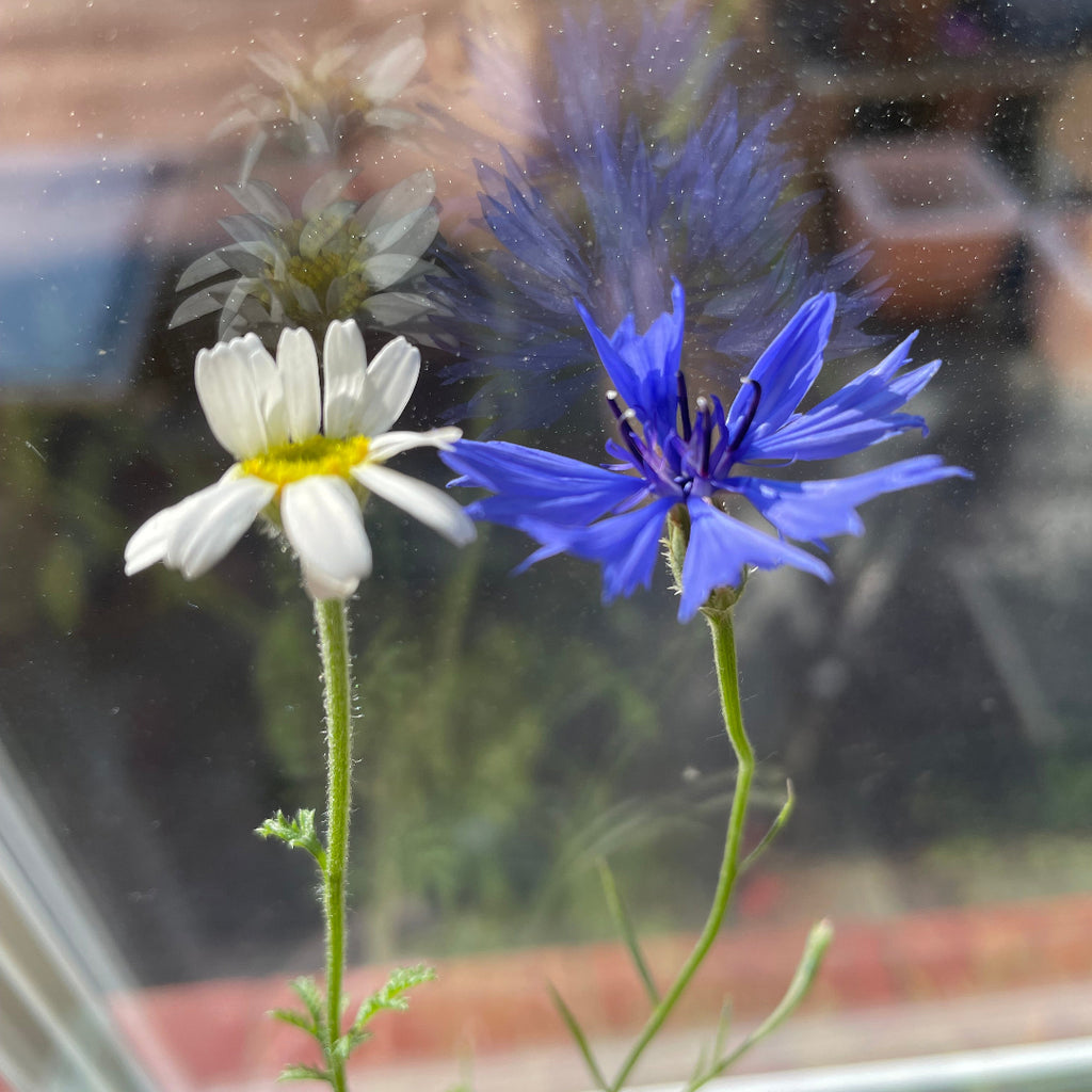 Blue cornflower and chamomile grown from seed paper