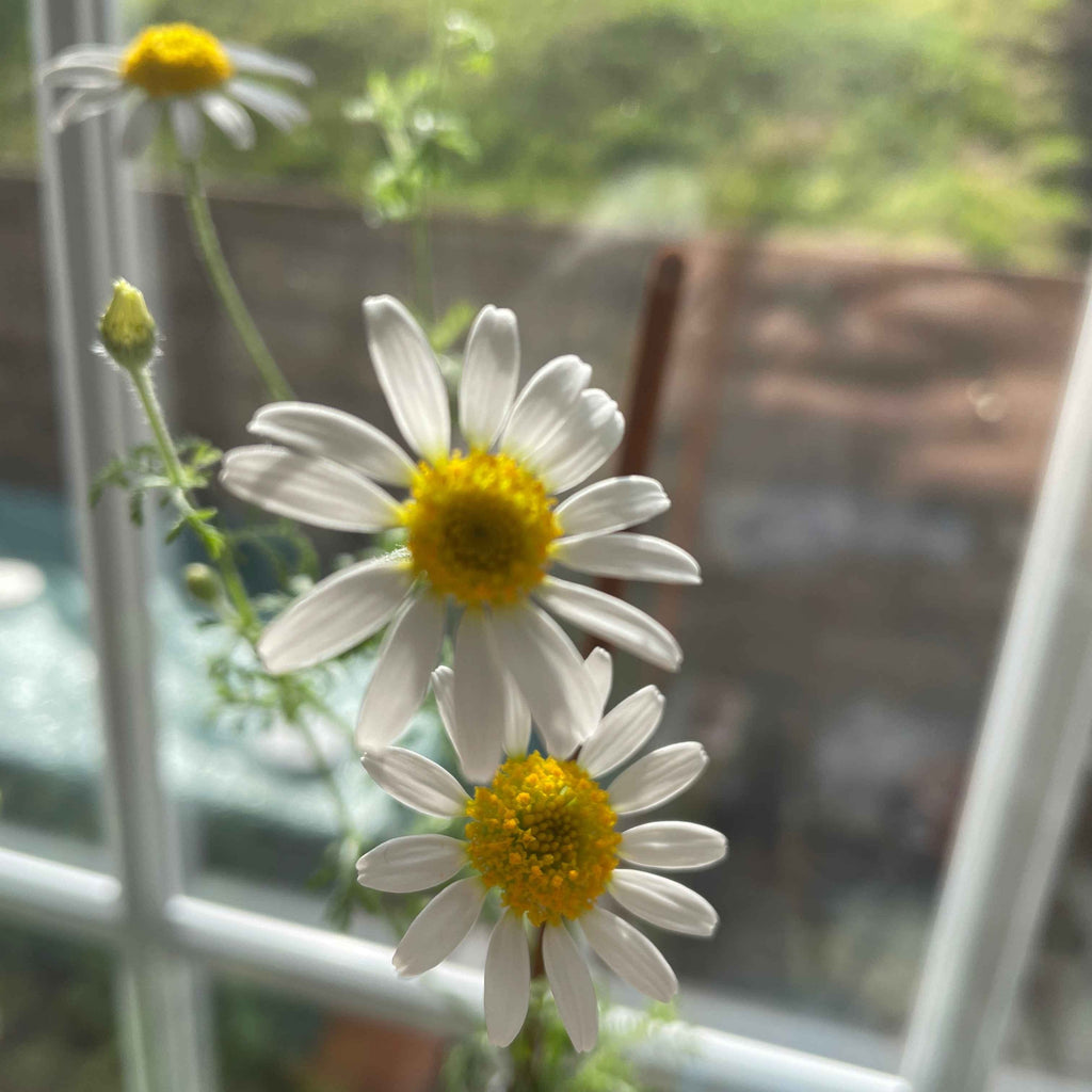 chamomile flowers grown from plantable seed paper, highlighting eco-friendly and sustainable planting, alakartcreations