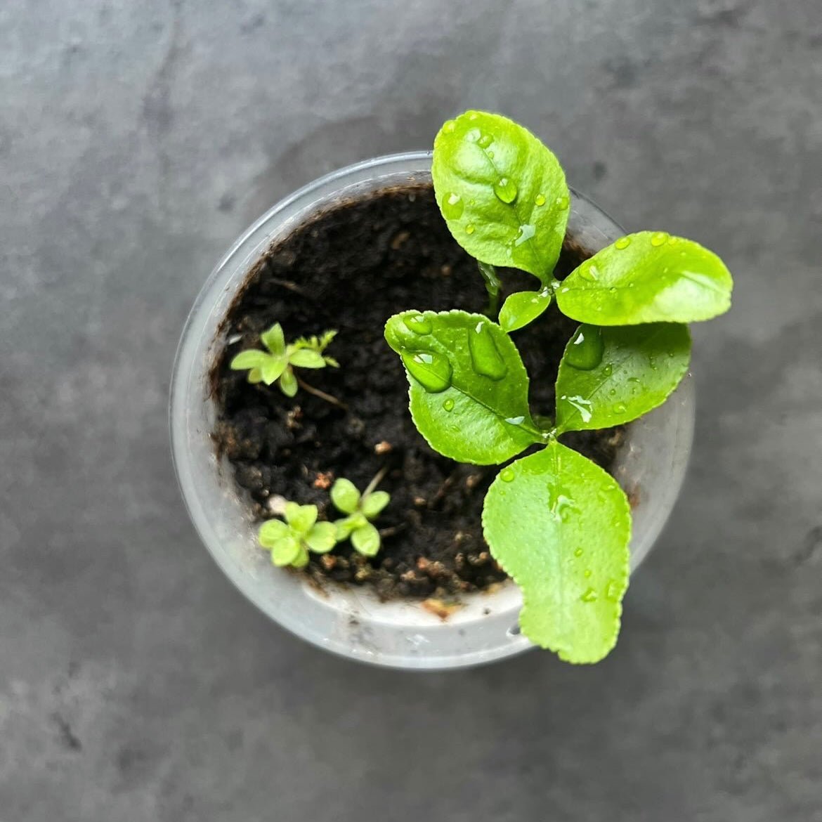 plantable dust covers planted into candle jar after using candle up