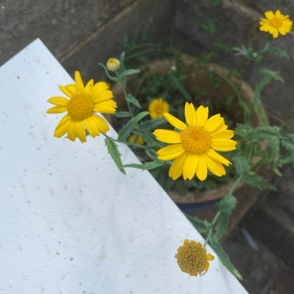 marigolds growing from seed paper