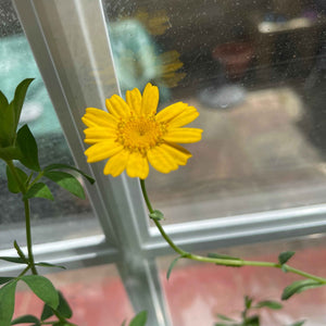 marigold flowers grown from uk-made seed paper, showcasing eco-friendly planting and sustainability, alakartcreations