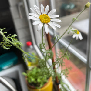 ox eye daisy grown from plantable seed paper showing vibrant wildflowers alakartcreations