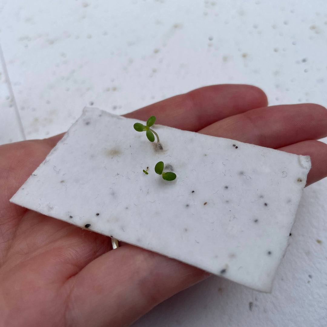 Seed paper held in hand with seed paper sheets underneath.
