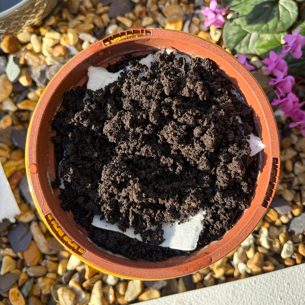 planting seed paper. adding 1cm of soil on top