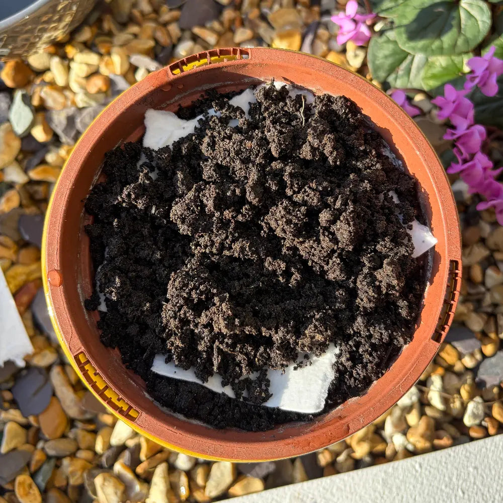 A terracotta-colored plastic pot liner filled with dark soil and white filter paper, shown outdoors on a bed of small decorative pebbles with green leaves and pink flowers nearby.