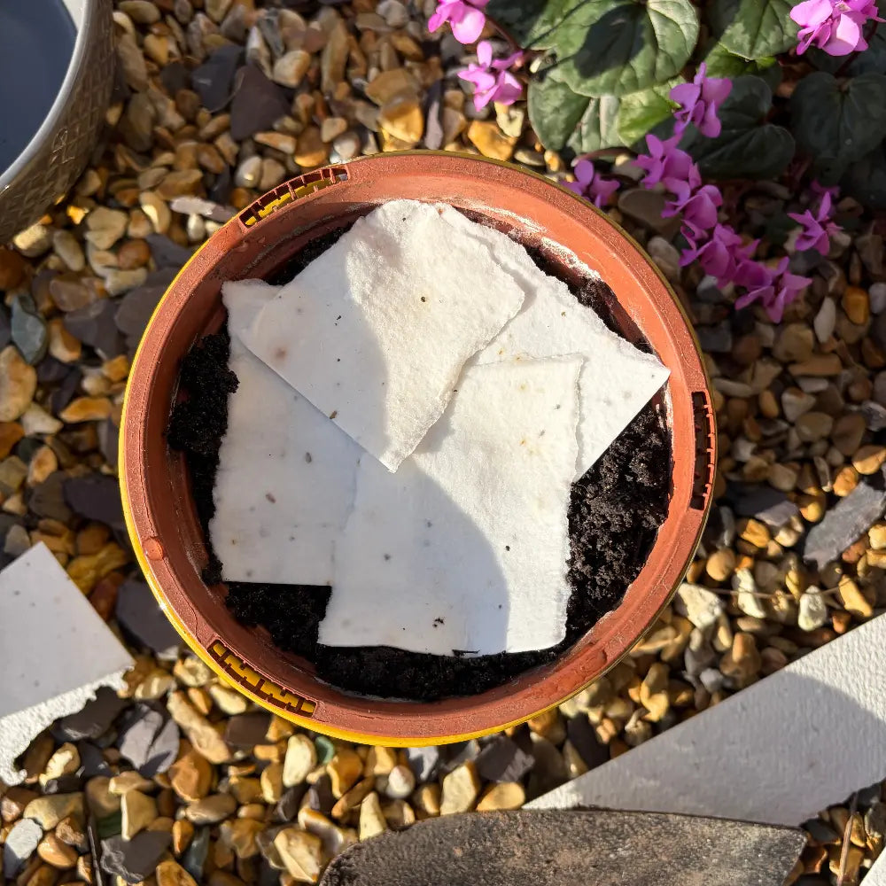 Small pot with white seed paper and soil on a pebble-covered ground