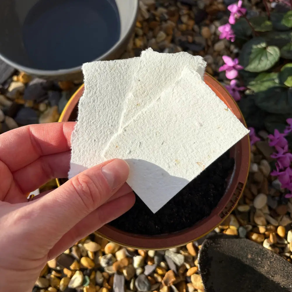 Hand holding a white seed paper  over a potted plant with pebbles and flowers in the background
