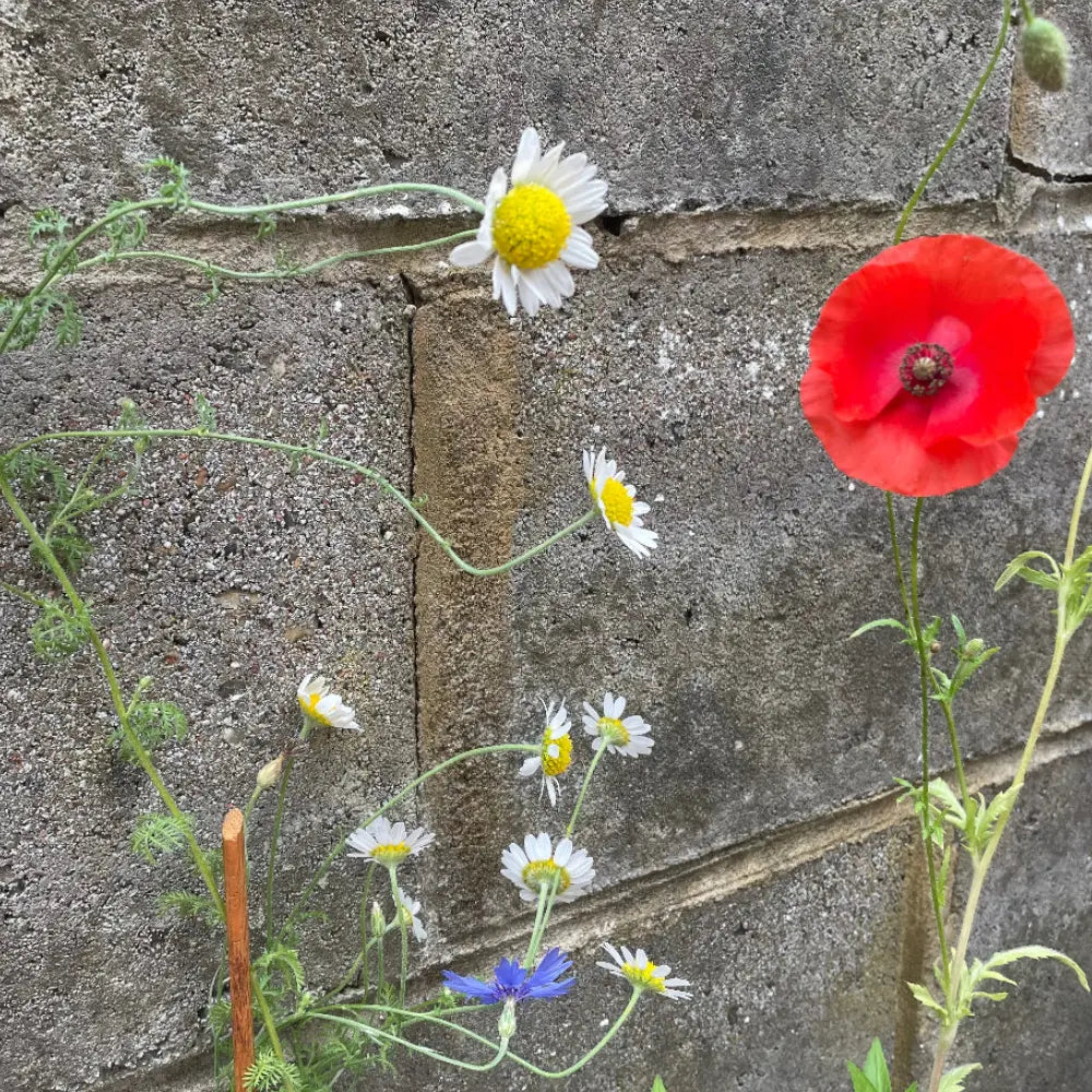 Wildflowers grown from seed paper  including daisies and a poppy against a concrete wall.