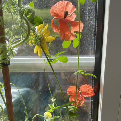 vibrant poppies, marigold, and chamomile flowers grown from seed paper, showcasing the beauty of eco-friendly planting with uk seed paper by alakartcreations
