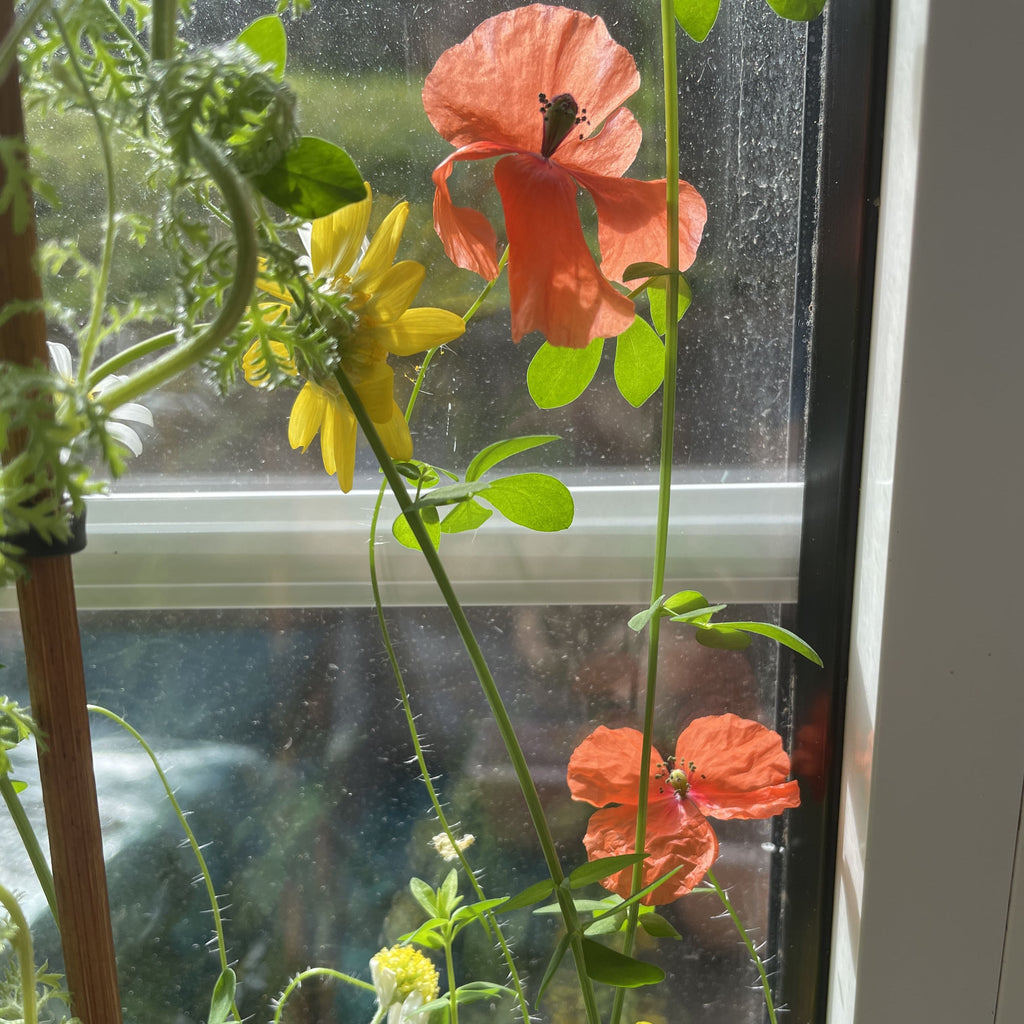 Vibrant poppies, marigold, and chamomile flowers grown from seed paper, showcasing the beauty of eco-friendly planting with uk seed paper.