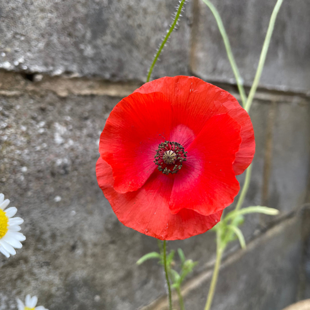 Red poppy flower on a concrete surface with small white flowers in the background