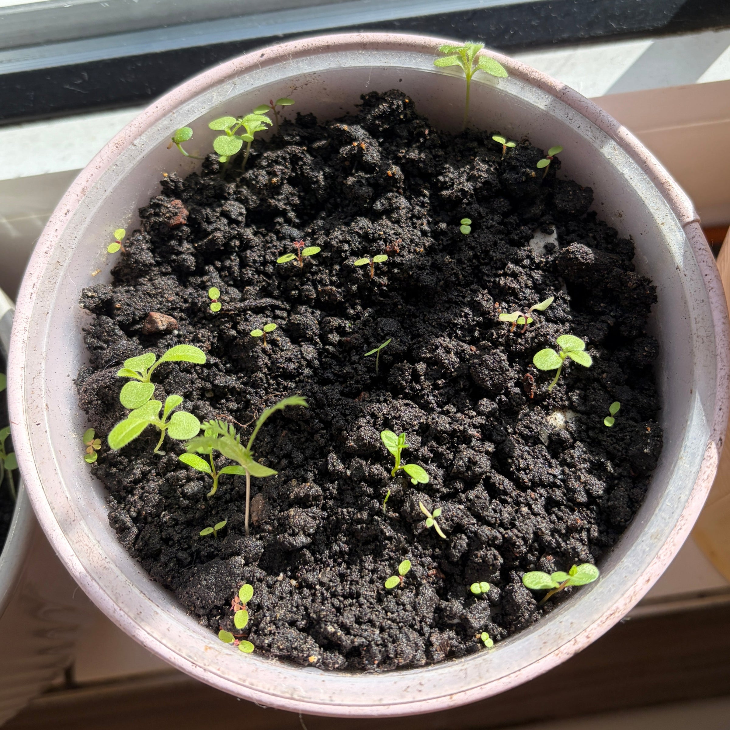seed paper growing in small pot by windowsill