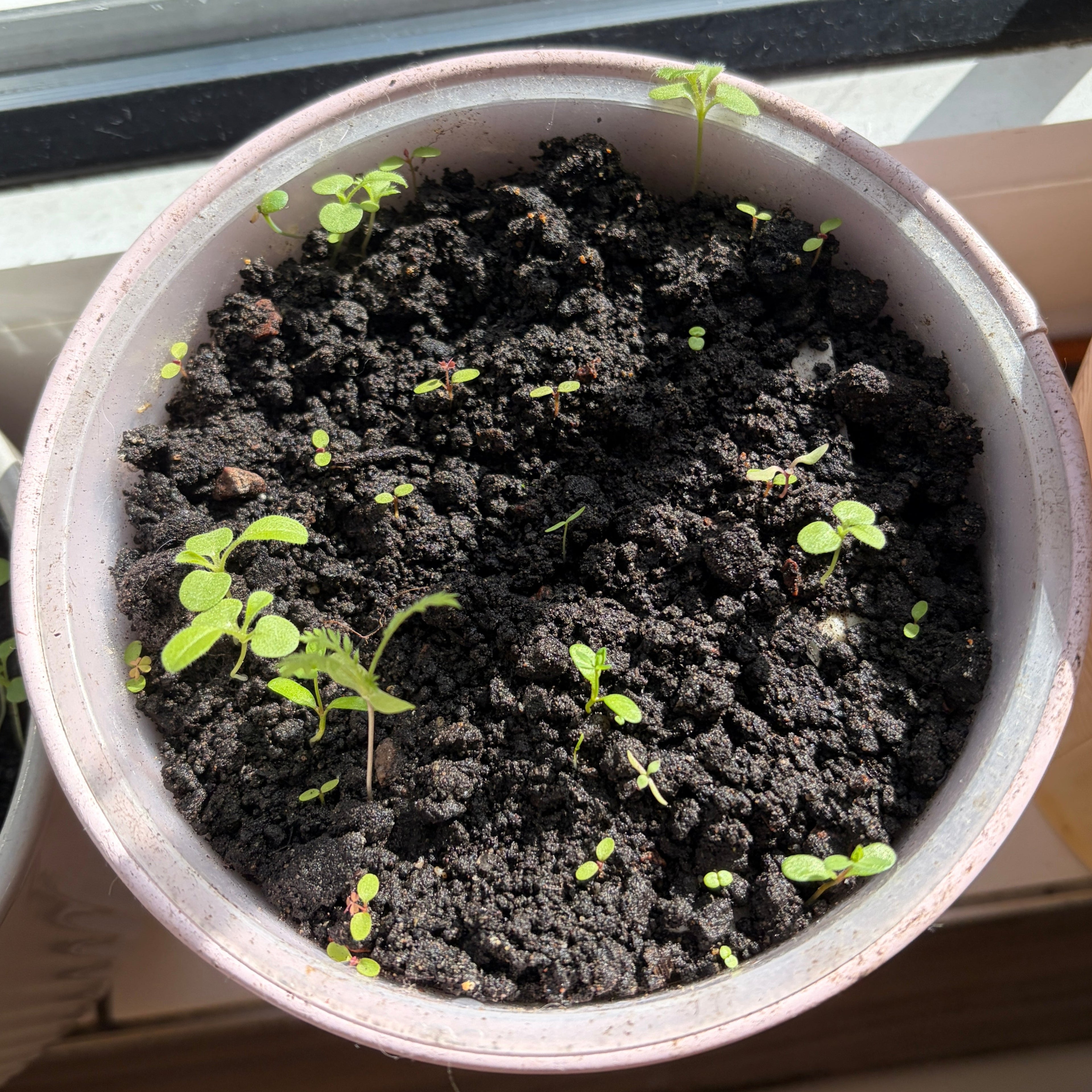 seed paper growing in small pot by windowsill