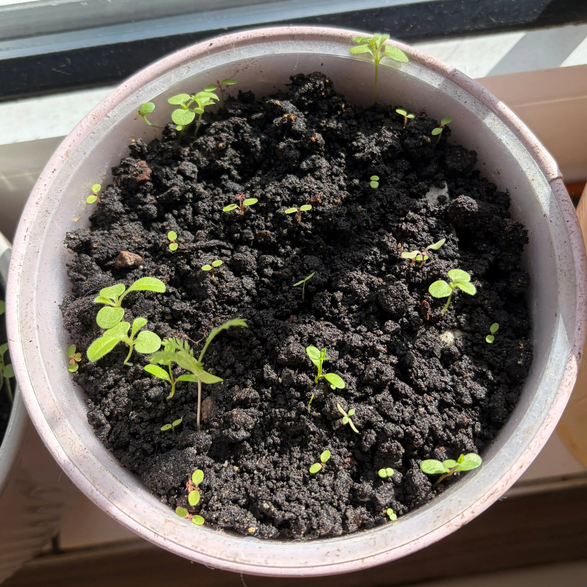 Small potted plant with young seedlings growing in dark soil from seed paper.