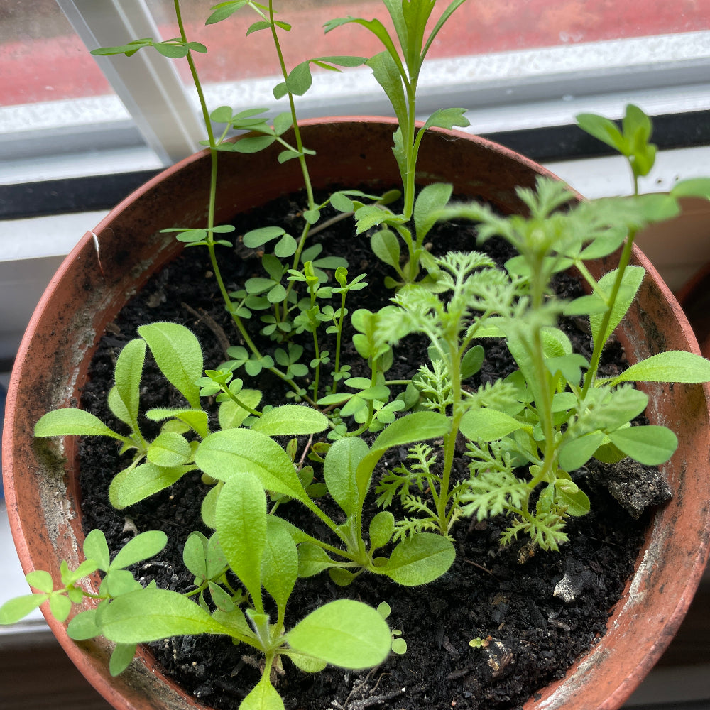seed paper growing in windowsill