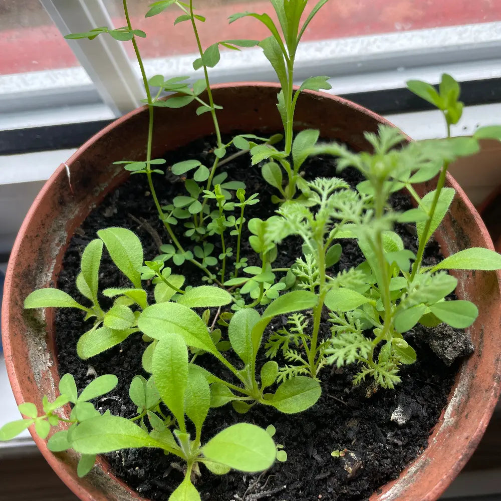 A close-up of a terracotta-colored plastic pot filled with various green herb plants growing in dark soil, placed near a window grown from seed paper.