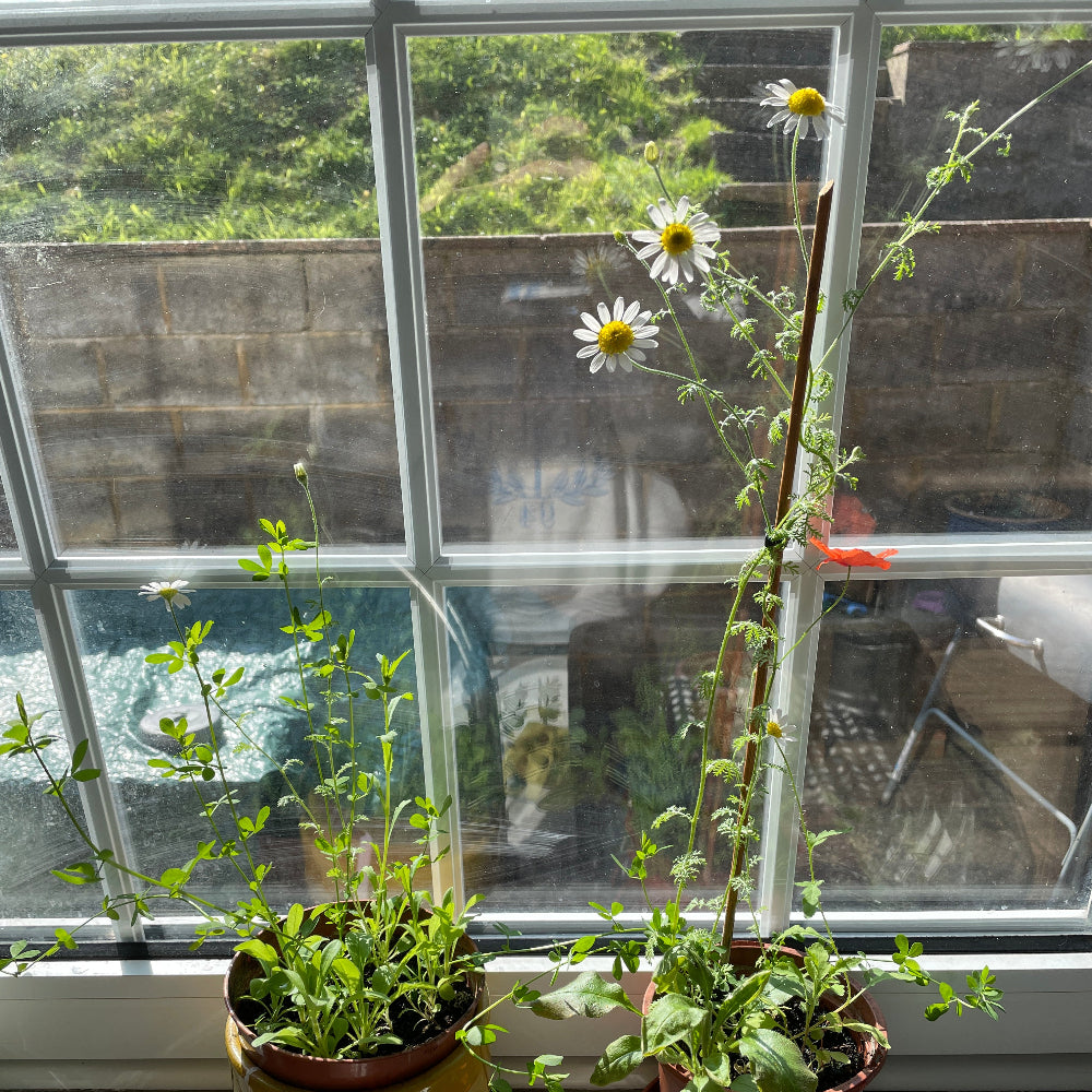 Potted plants growing from seed paper on a windowsill with a view of greenery outside