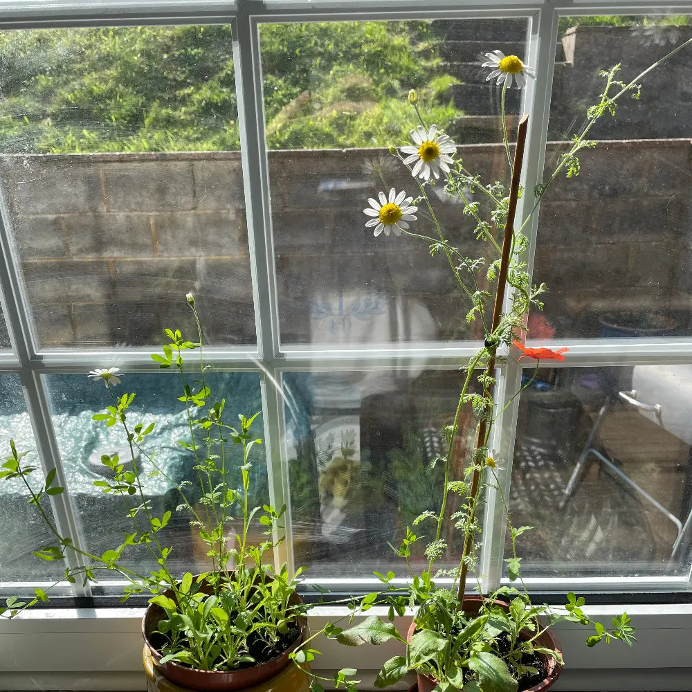 Three potted green plants with white daisy-like flowers and yellow centers resting on a windowsill, with a large window and outdoor stone wall visible behind them grown from seed paper.