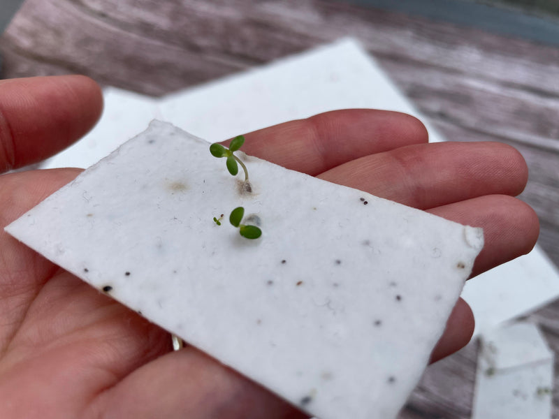 Plantable seed paper held in hand with seed paper sheets underneath.