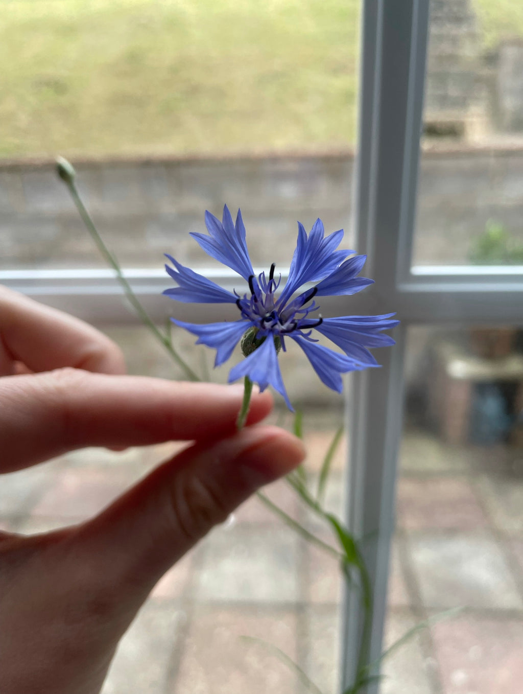 Cornflower grown from seed paper