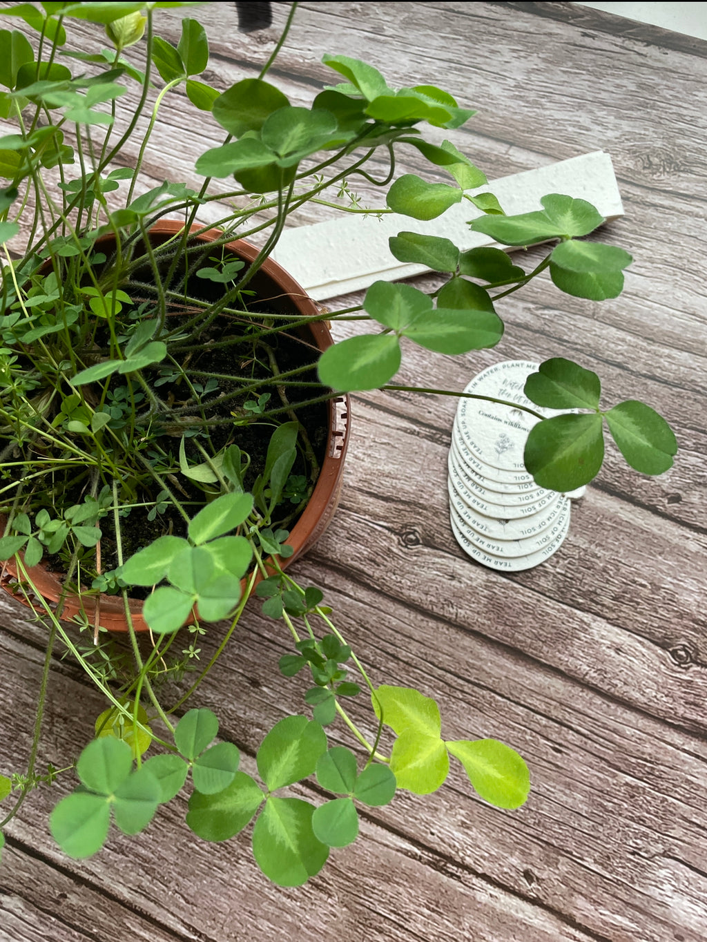 Clover grown from seed paper