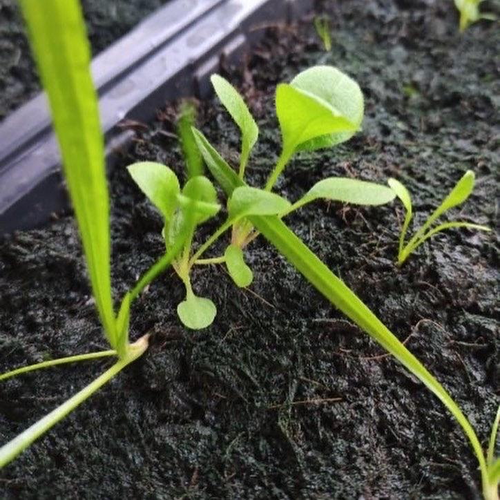 additional view of sprouts grown from custom seed paper candle labels by alakartcreations