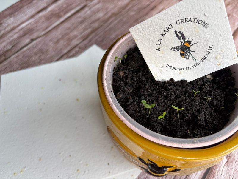 seed paper growing in a plant pot on a wooden background