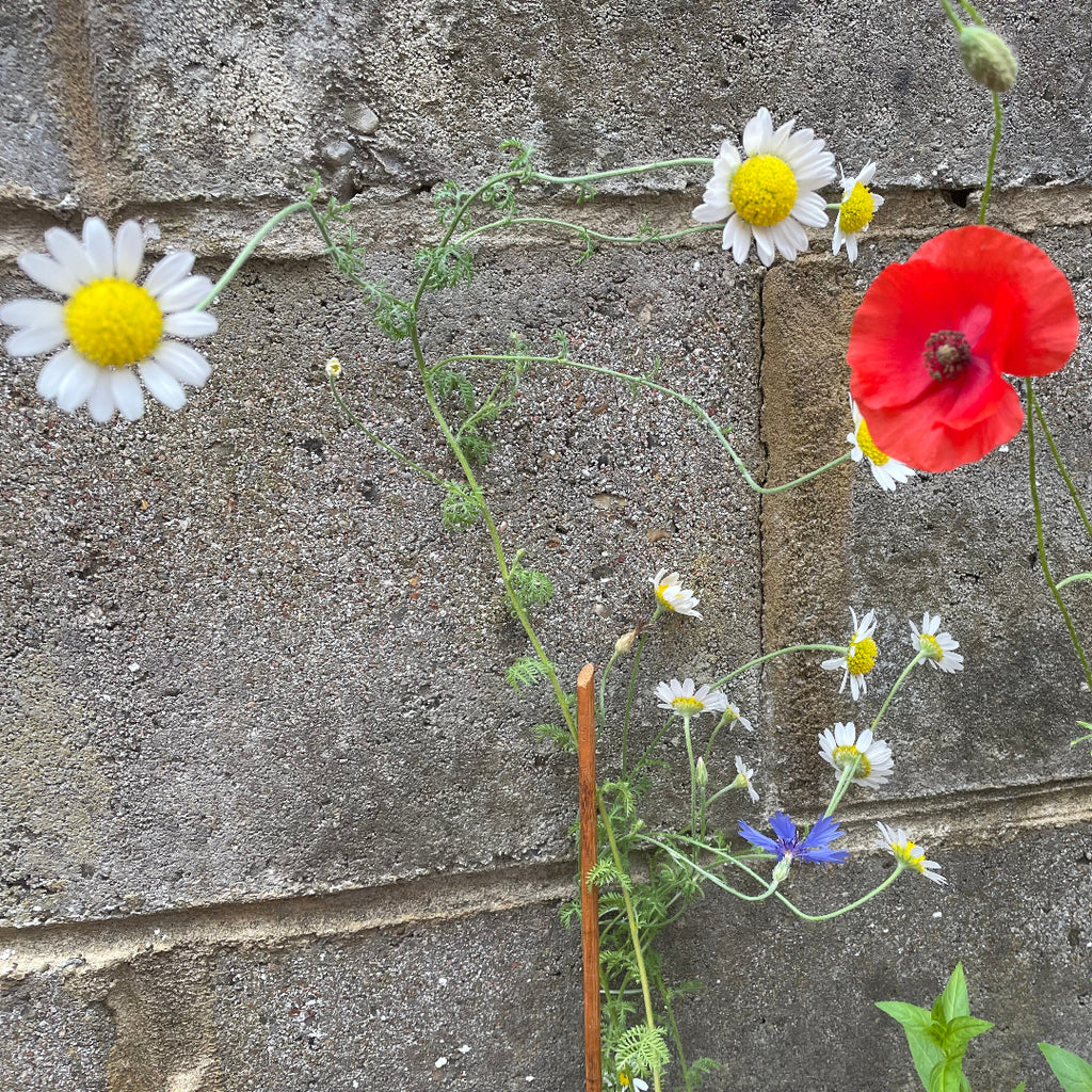 Flowers including daisies and a poppy against a brick wall.
