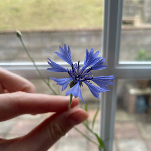 Wildflower grown from seeded paper