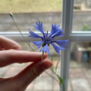 Blue cornflower growing from plantable seed paper