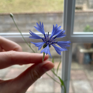 wildflowers grown from the plantable seed paper used in our hap-bee birthday card, showcasing vibrant uk wildflowers, eco-friendly, handmade, from alakartcreations