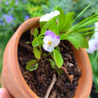 Wildflowers Sprouting from seeded paper.