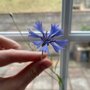 Wildflower grown from seeded paper